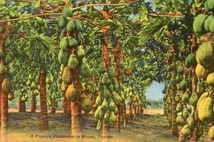 FL - Miami, A Papaya Plantation