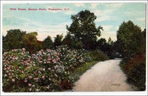 Wild Roses, Seneca Park, Rochester NY