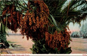 California Date Palm and Fruit