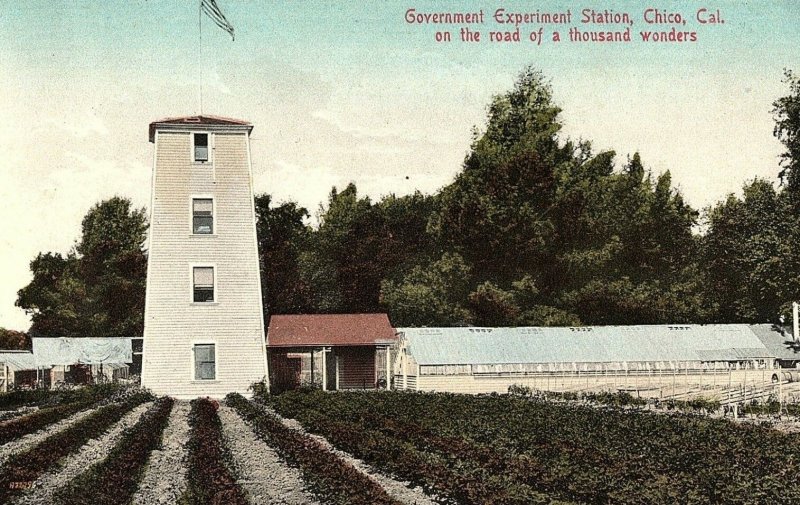 C.1910 Government Experiment Station, Chico, Cal. Hand Colored Postcard P125 