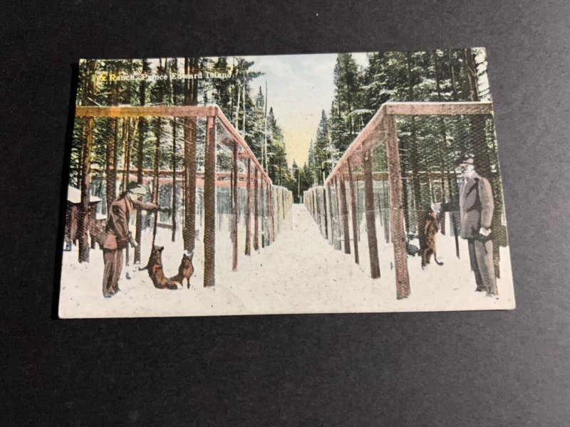 Mint Canada Postcard Fox Ranch Prince Edward Island PEI
