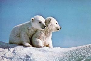 Polar Bear Cubs in Alaska