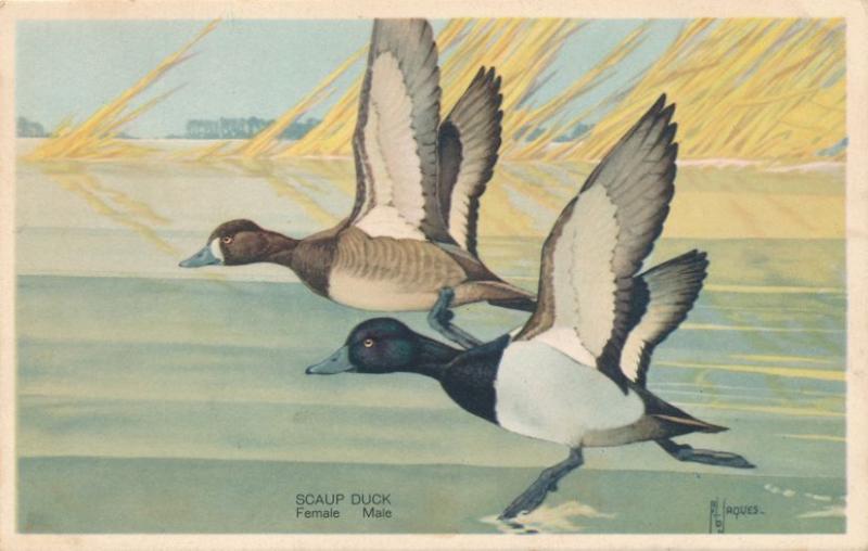 Scaup Duck Mail and Female Birds -1939 - a/s F. L. Jaques