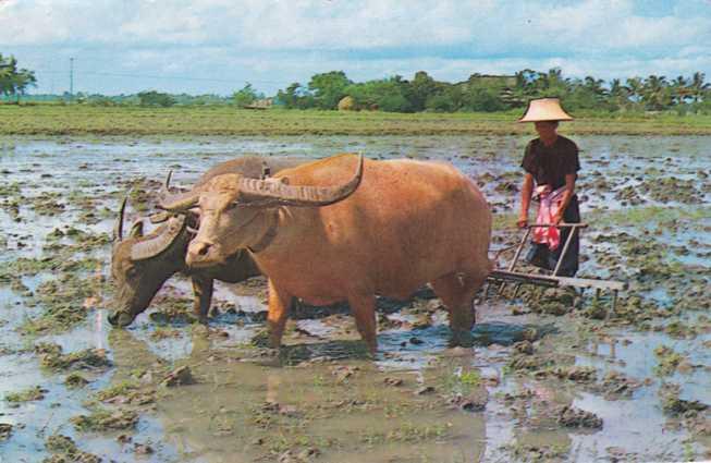 Cultivation of Rice in Thailand pm 1986