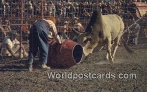 Wild Brahma Bull Calgary Stampede Canada Unused 