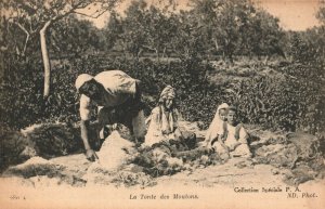 Algeria La Tonte des Moutons Vintage Postcard 04.07