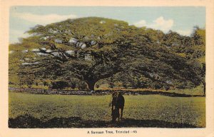Samaan Tree Trinidad Postcard