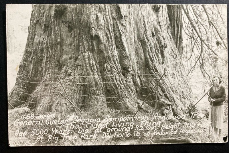 Mint USA Real Photo Postcard Cover Redwood Tree 5000 Years Old Big Tree Park 