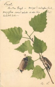 Pentecost 1903 greetings postcard Switzerland leafs beetle bugs fantasy 