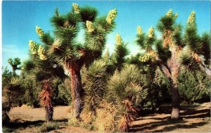 Joshua Trees Blooming in California Iconic Desert Plant Photochrome Postcard