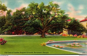 Georgia Savannah Old Oak In Candler Hospital Grounds