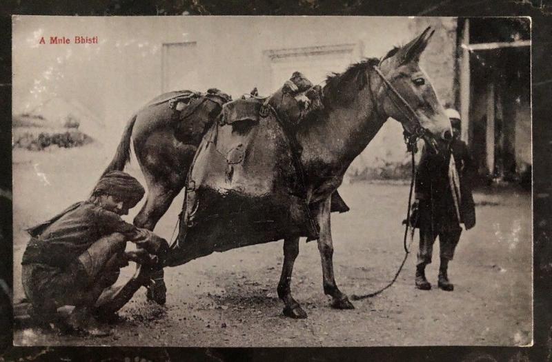 Mint India Real Picture Postcard  RPPC A Mule Bhisti