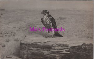 Animals Postcard - Prairie Falcon on Plains of Western Kansas  RS38216