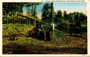 Sugar Cane Grinding on a Southern Plantation