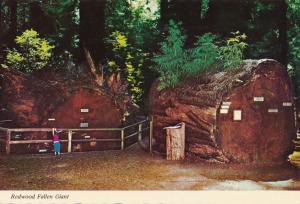 Redwood Fallen Giant Exhibit - Richardson Grove State Park CA, California