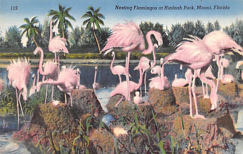 Nesting flamingos at Hialeah Park, Miami, Florida, USA Flamingos Unused 