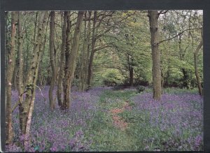 Sussex Postcard - Flowers - Bluebells, Arlington  RR7158