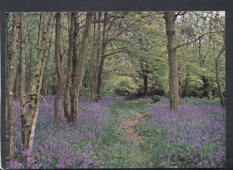 Sussex Postcard - Flowers - Bluebells, Arlington  RR7158