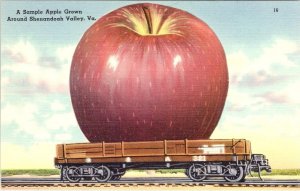 Shenandoah Valley, VA Virginia  SAMPLE APPLE GROWN Exaggeration ca1940s Postcard