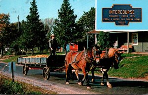 Pennsylvania Intercourse Amish Country Greetings Amish Farmer With Wagon Load...