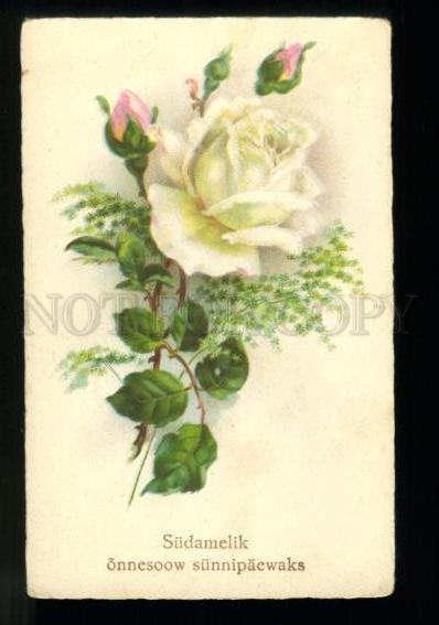 134513 GLAMOUR White ROSES Vintage color PC