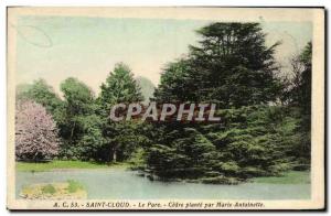 Old Postcard Parc de St Cloud Cedre Plant By Marie Antoinette