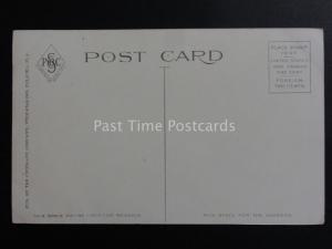 USA: Florida, Orange Blossoms - Old Postcard Pub by Cochrane Co