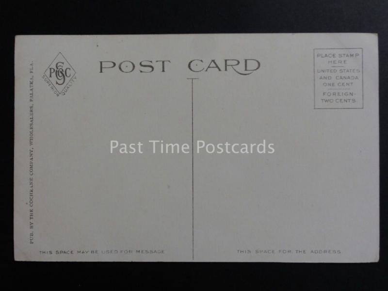 USA: Florida, Orange Blossoms - Old Postcard Pub by Cochrane Co