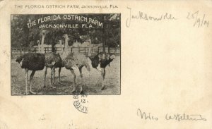 PC CPA US, FL, JACKSONVILLE, FLORIDA OSTRICH FARM, Vintage Postcard (b17125)