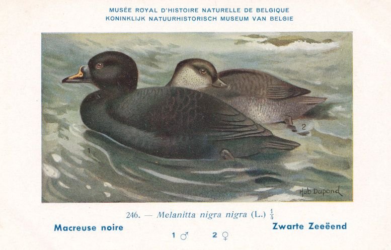 Common Scoter Melanitta Nigra WW2 Bird Vintage Rare Postcard