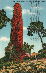 Vintage Postcard 0947 Florida Flame Vine Pillar Of Flame Showiest Attraction FL