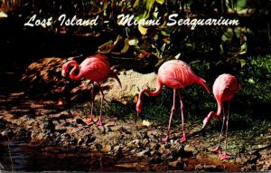 Florida Miami Seaquarium Pink Flamingos Feeding Along Water's Edge 1976