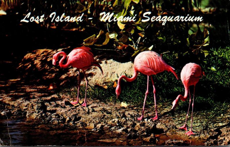Florida Miami Seaquarium Pink Flamingos Feeding Along Water's Edge 1976