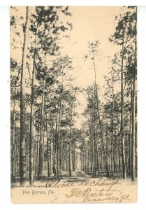 FL - Pine Barrens ca 1905