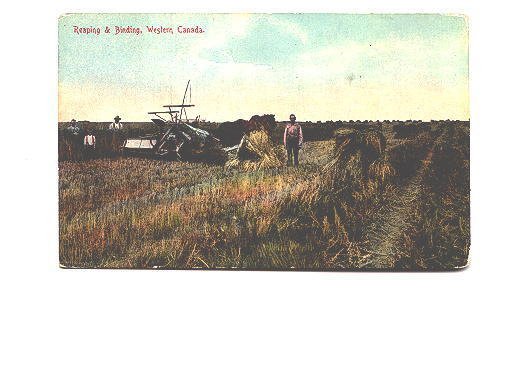 Farm Harvesting Machine, Reaping and Binding, Western Canada