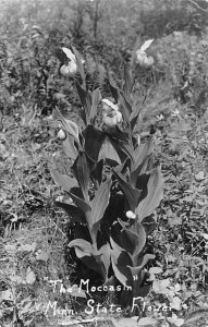 Moccasin Minnesota State Flower, real photo - Minnesota State Flower, Minneso...