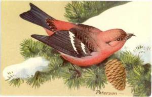 White-Winged Crossbill (Loxia leucoptera)Painted by Peterson