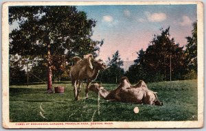 Camel Zoological Gardens Franklin Park Boston Massachusetts MA  Postcard