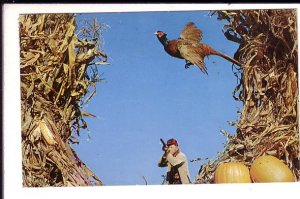 Man with Rifle, Hunter Shooting Pheasant, Birds,  Used Akron Ohio 1958