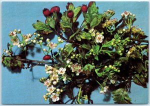 Postcard - The Glastonbury Holy Thorn Flowering In Winter Time - England