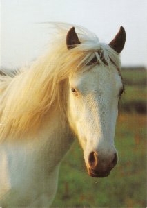 Horse. A Shetland Pony Nice modern Swiss photo postcard