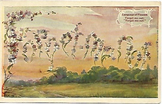 Forget Me Not Flowers Language of Flowers Antique Postcard 1909