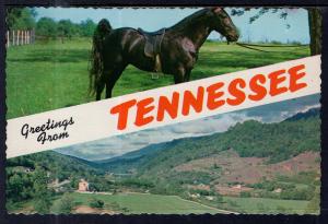 Greetings From Tennessee Horse BIN