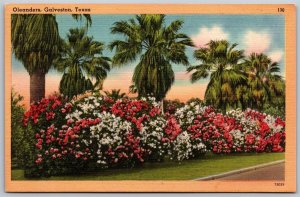 Vtg Galveston Texas TX Oleander Flowers Garden City 1940s View Linen Postcard