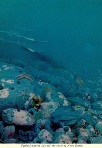 Canada Halifax Nova Scotia Museum Diorama Showing Typical Marine Life Off The...