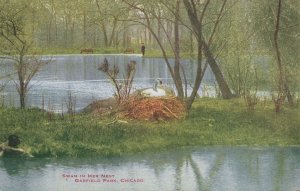 Garfield Park Chicago Illinois Swan in Her Nest USA Old Postcard