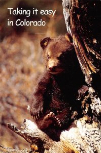 A Black Bear Cub A Black Bear Cub, Taking It Easy In Colorado