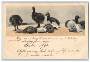 1906 Just Hatched Ostrich Farm Animal Los Angeles California CA Antique Postcard