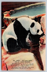 Animals~St Louis Missouri~City Zoo~Happy Giant Panda~Water~Linen 1940s Postcard