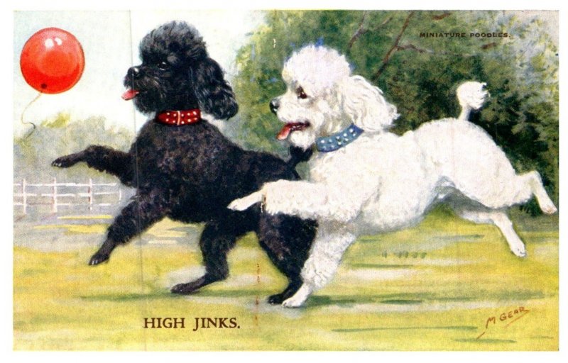 Dog ,Poodles , High Jinks